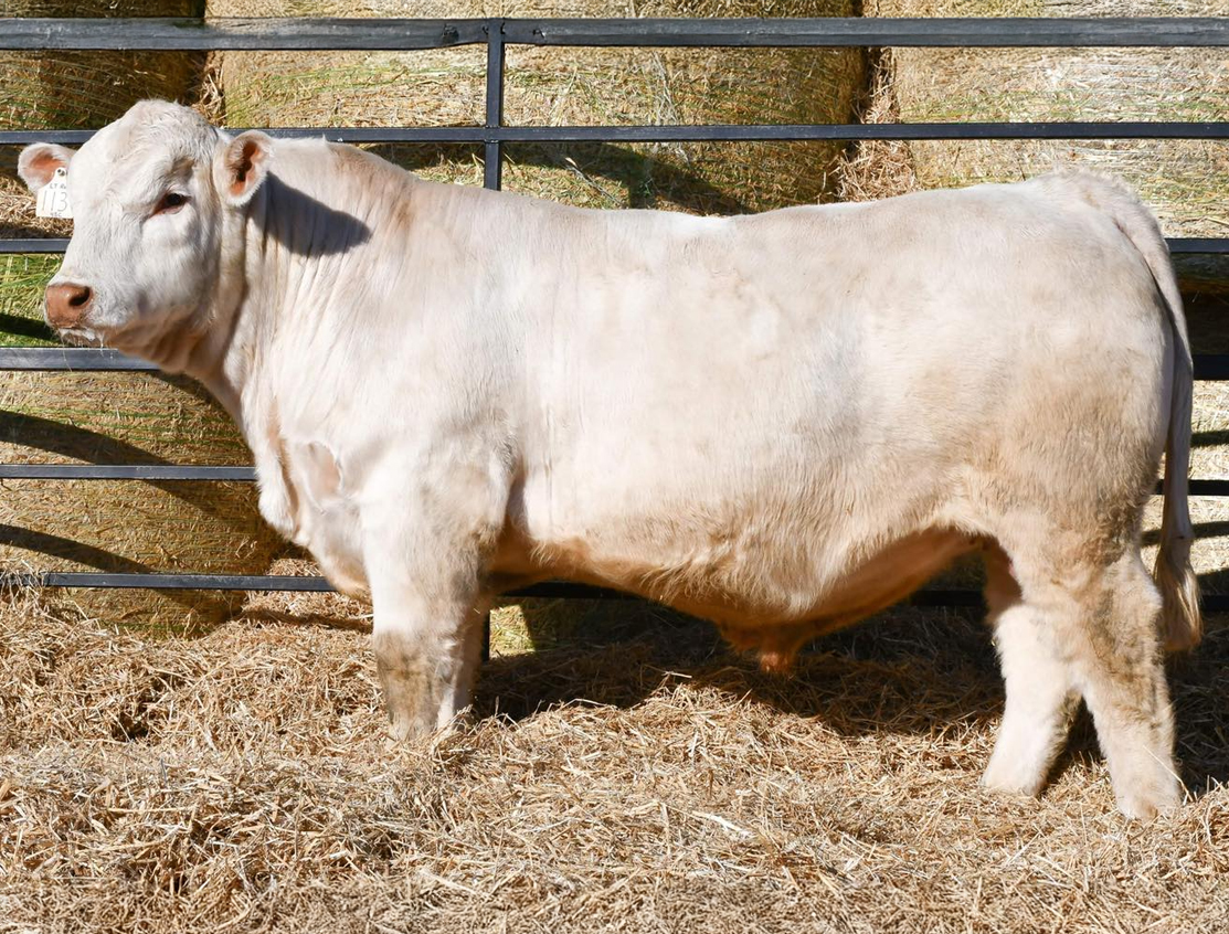 bull