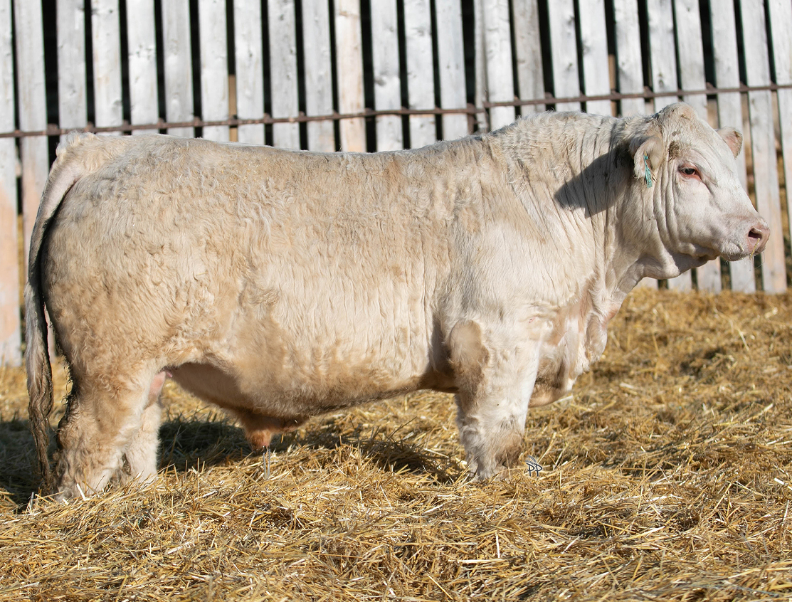 bull
